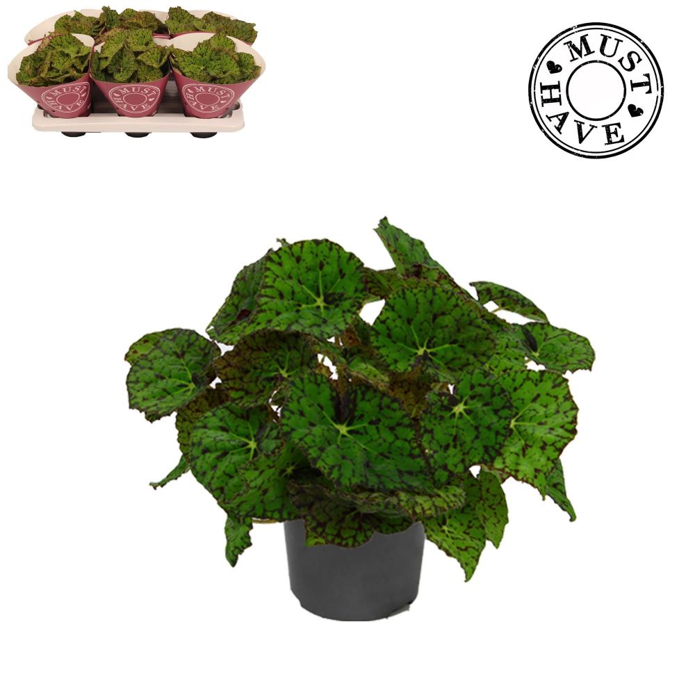 begonia feuillage