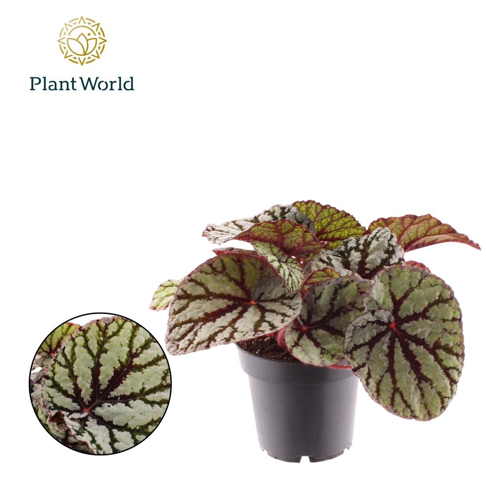 begonia feuillage