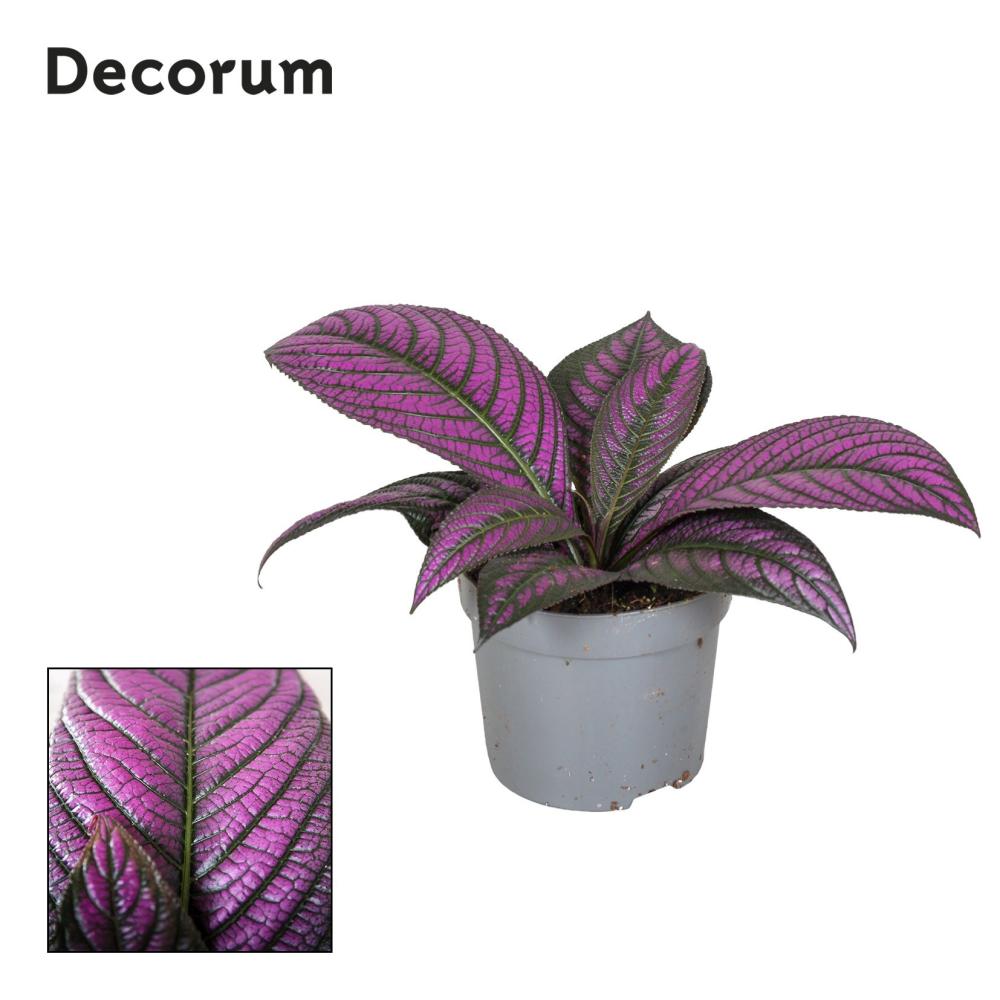 Strobilanthes