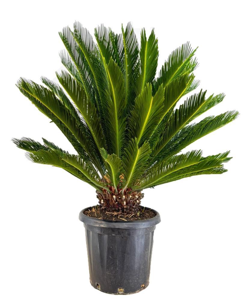 Cycas