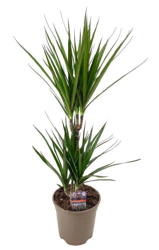 dracaena