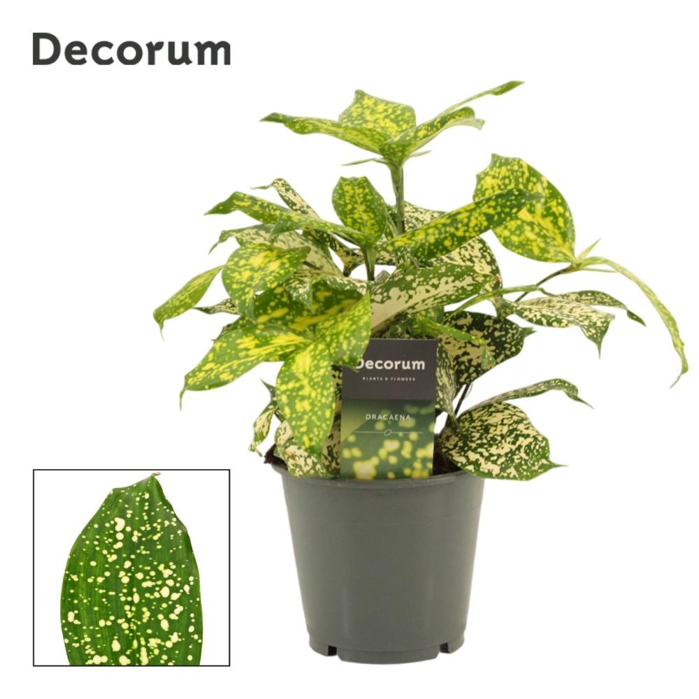 Dracaena