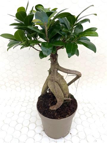Ficus ginseng