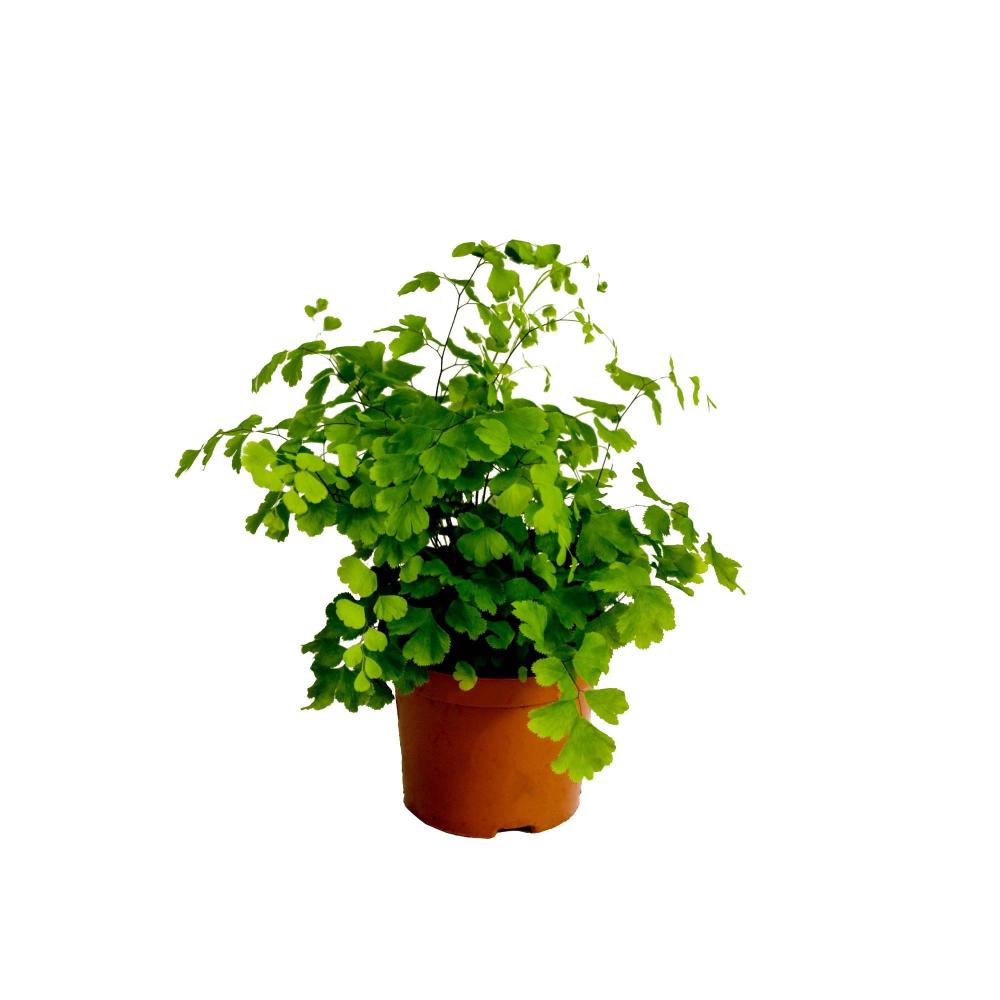 adiantum