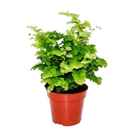 Adiantum