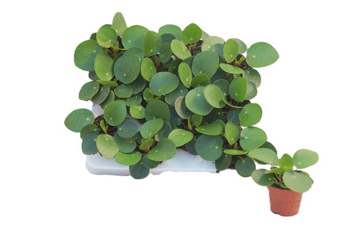 Pilea