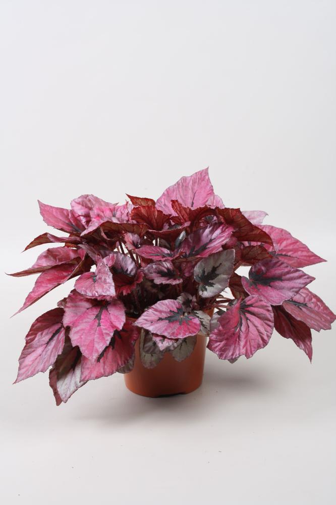 begonia feuillage