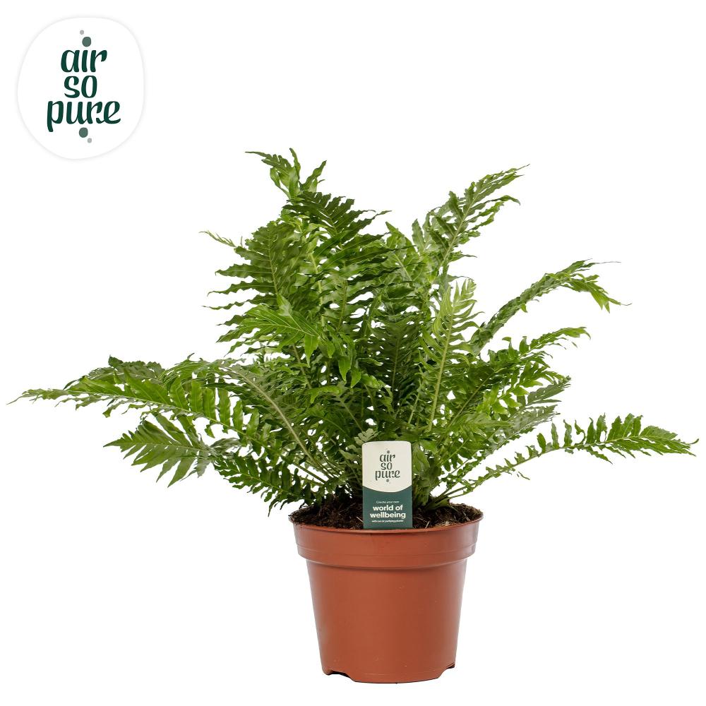Blechnum