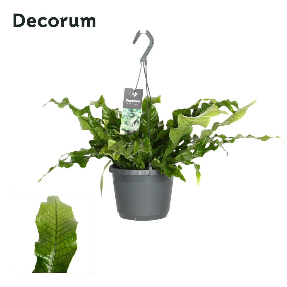 Microsorum