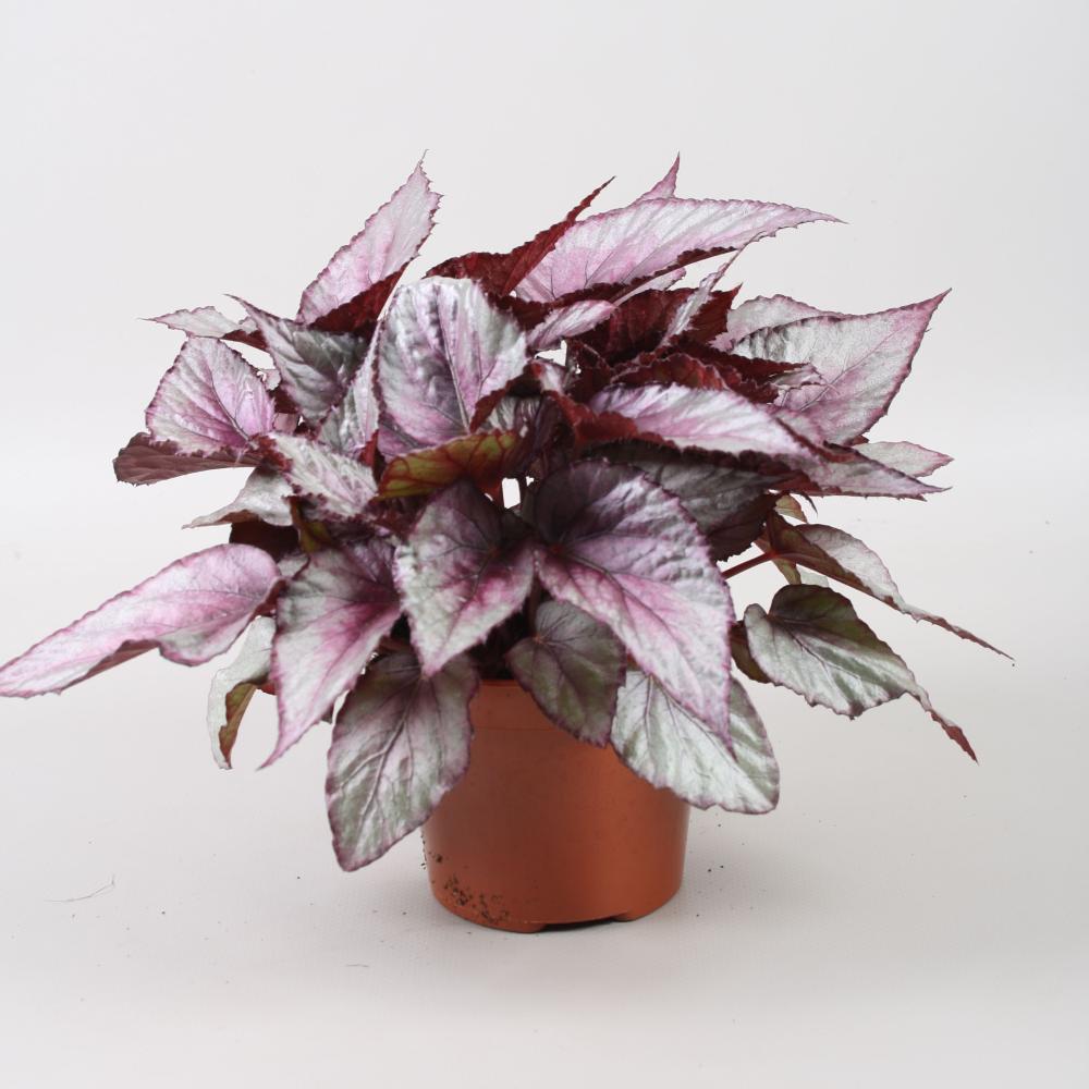 begonia feuillage