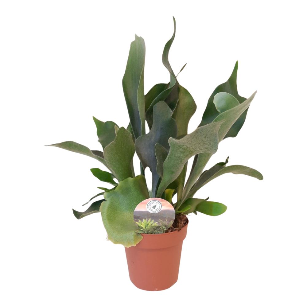 Platycerium