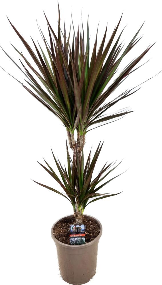 dracaena