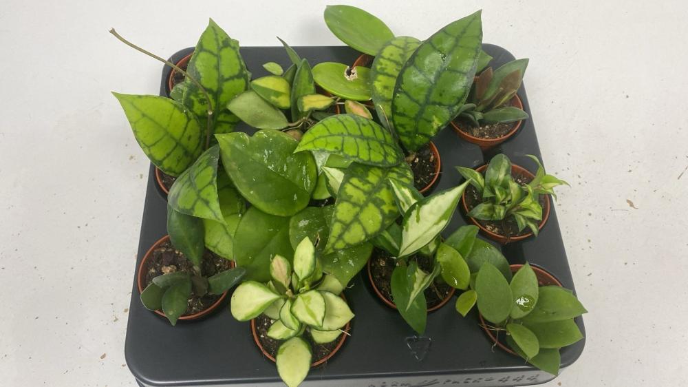 Hoya