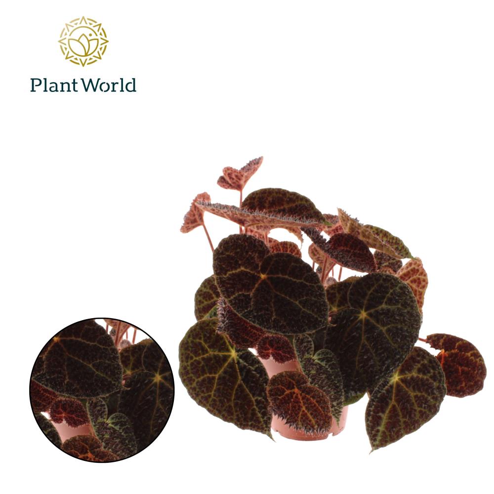 begonia feuillage