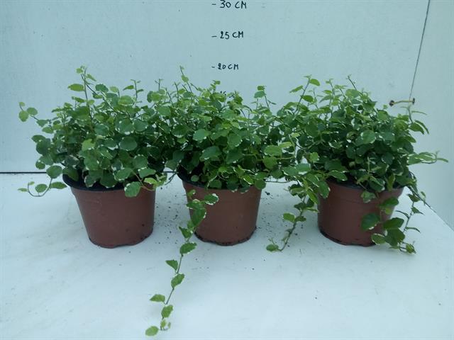 Ficus repens