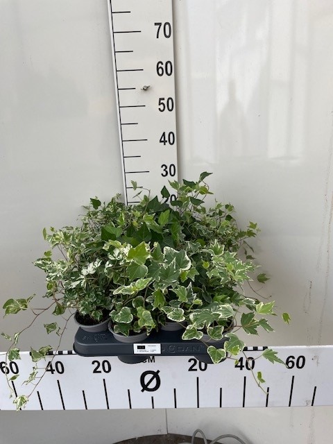 Hedera