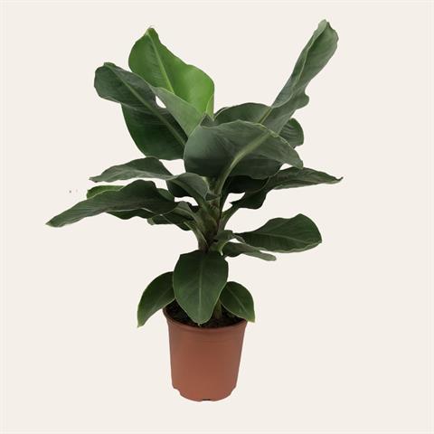 Musa