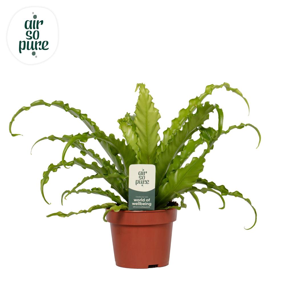 asplenium