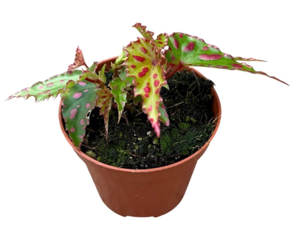 begonia feuillage