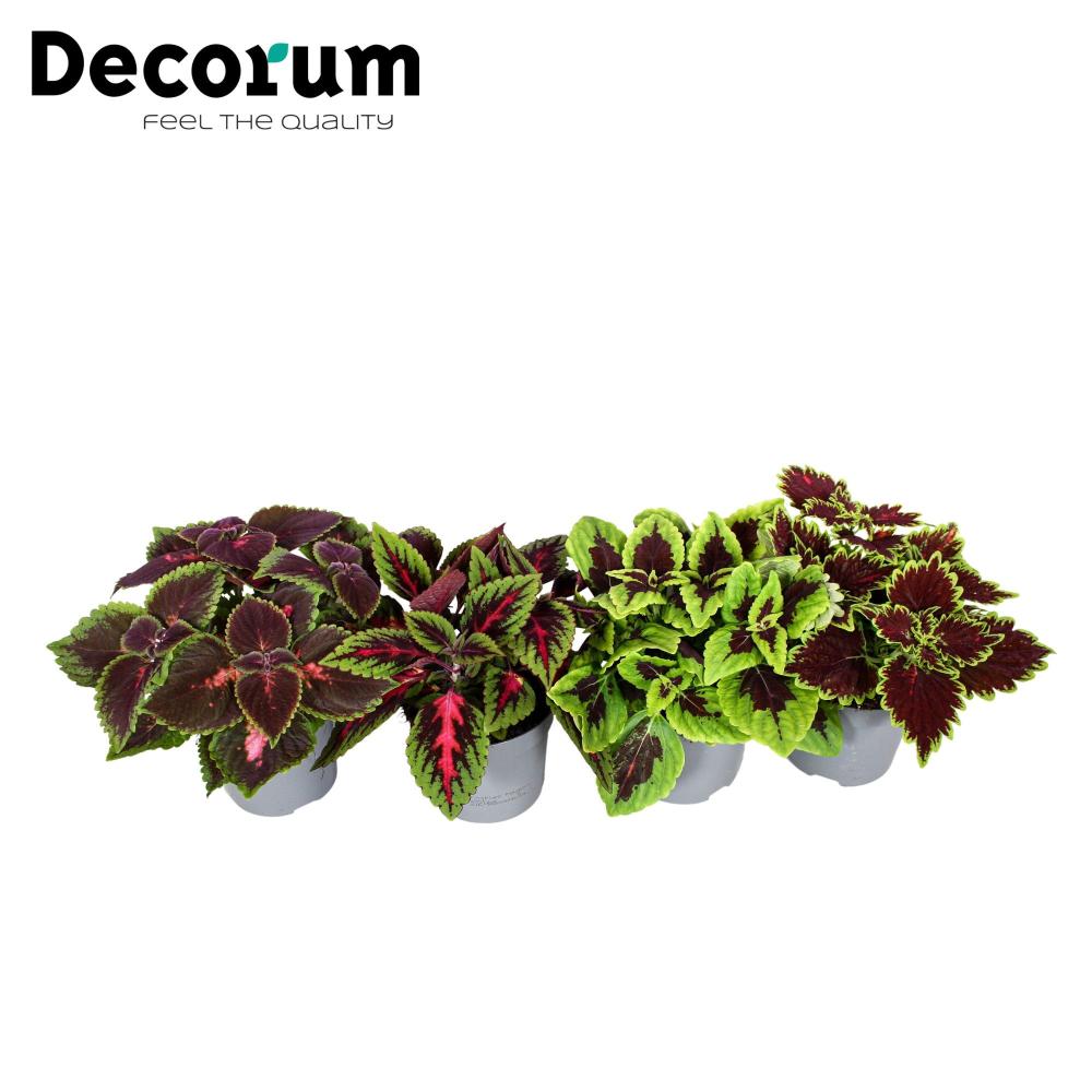 Coleus