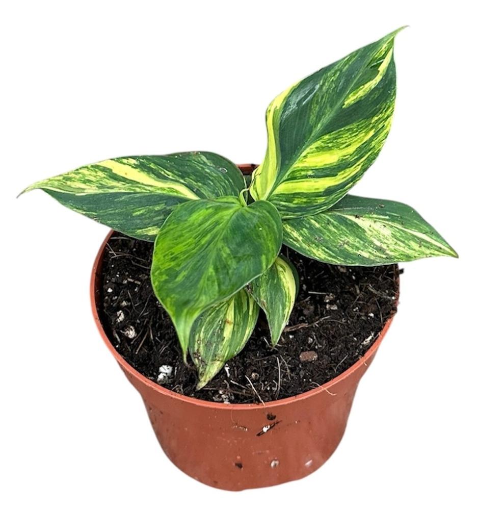 musa
