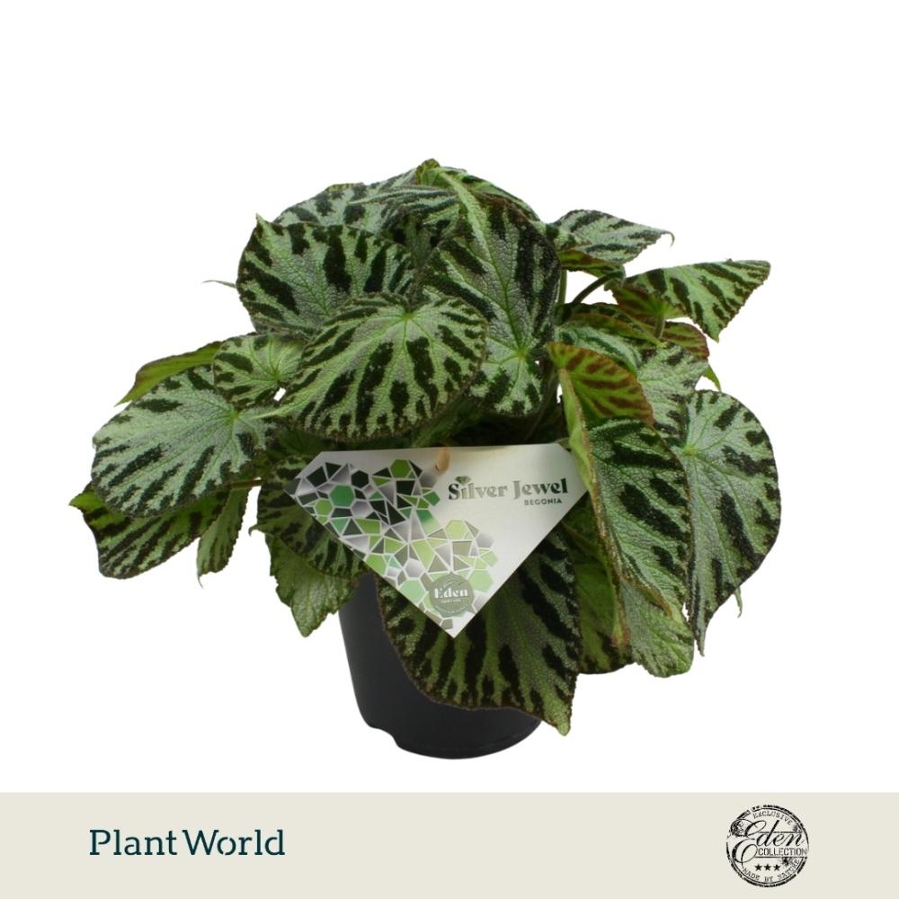 begonia feuillage