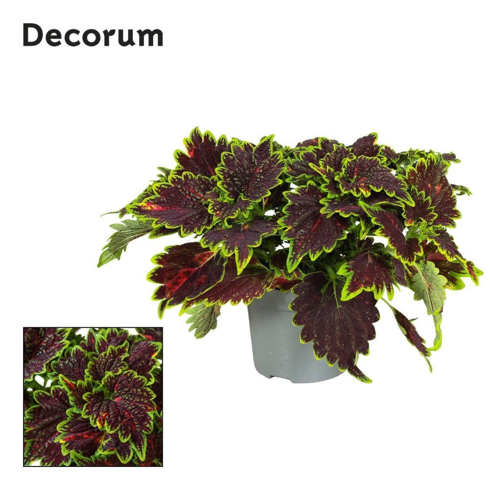 Plectranthus