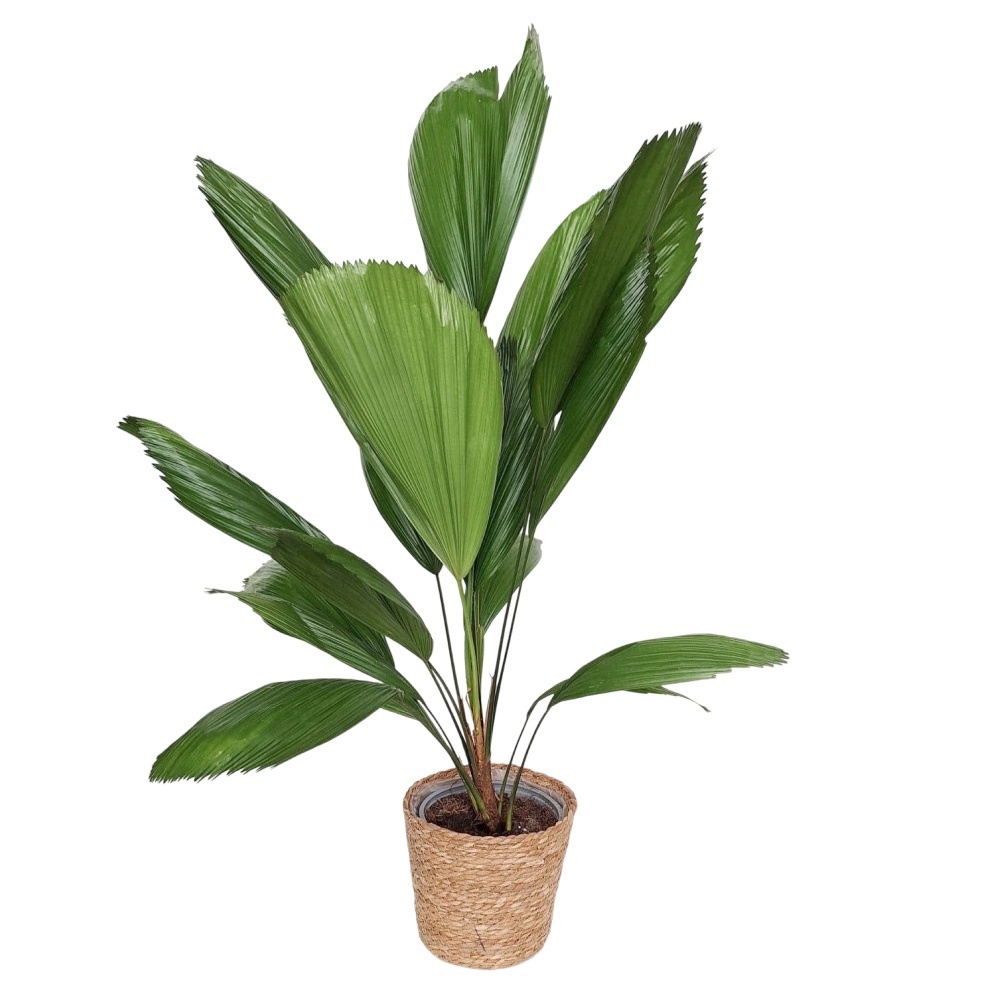 Licuala