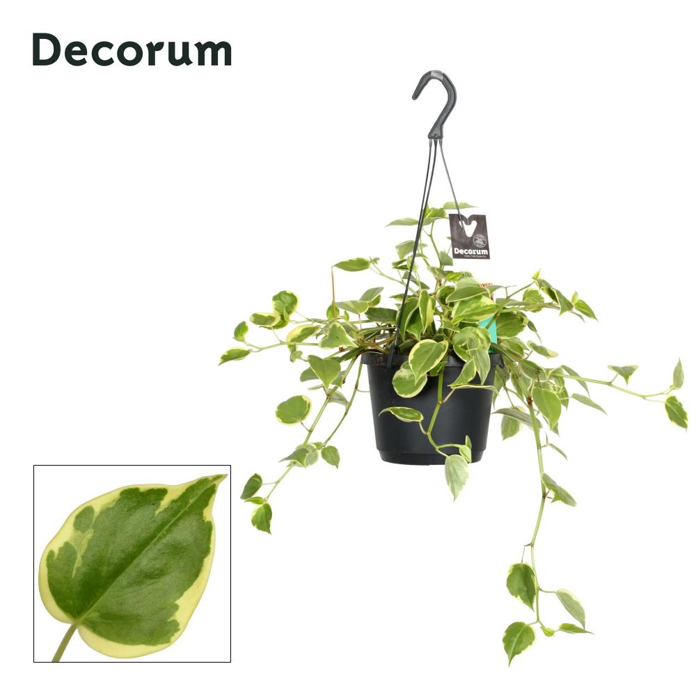 peperomia