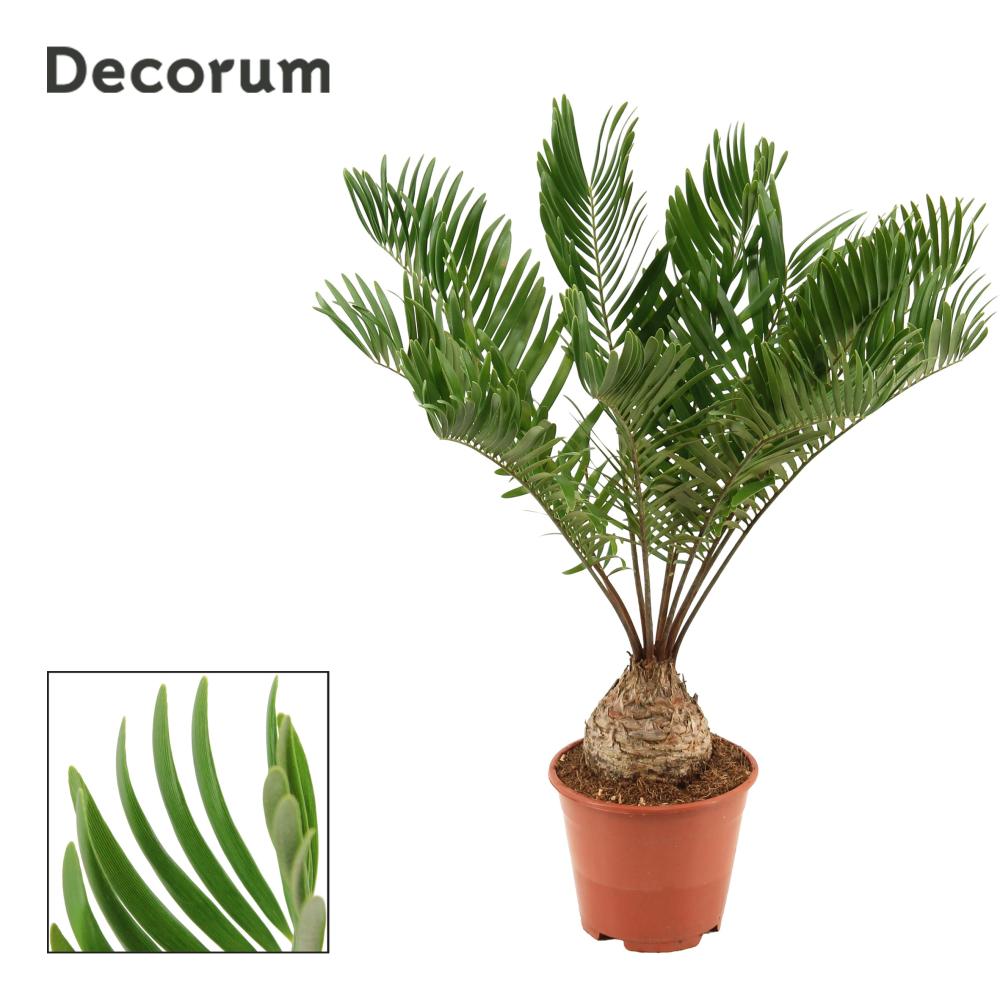 Zamia