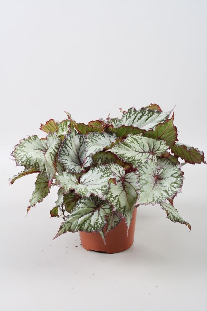 begonia feuillage