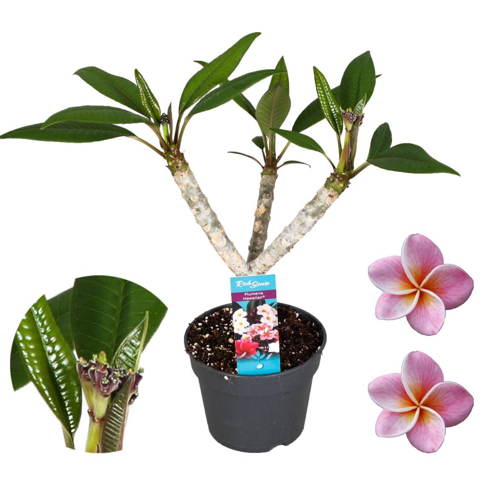 Plumeria
