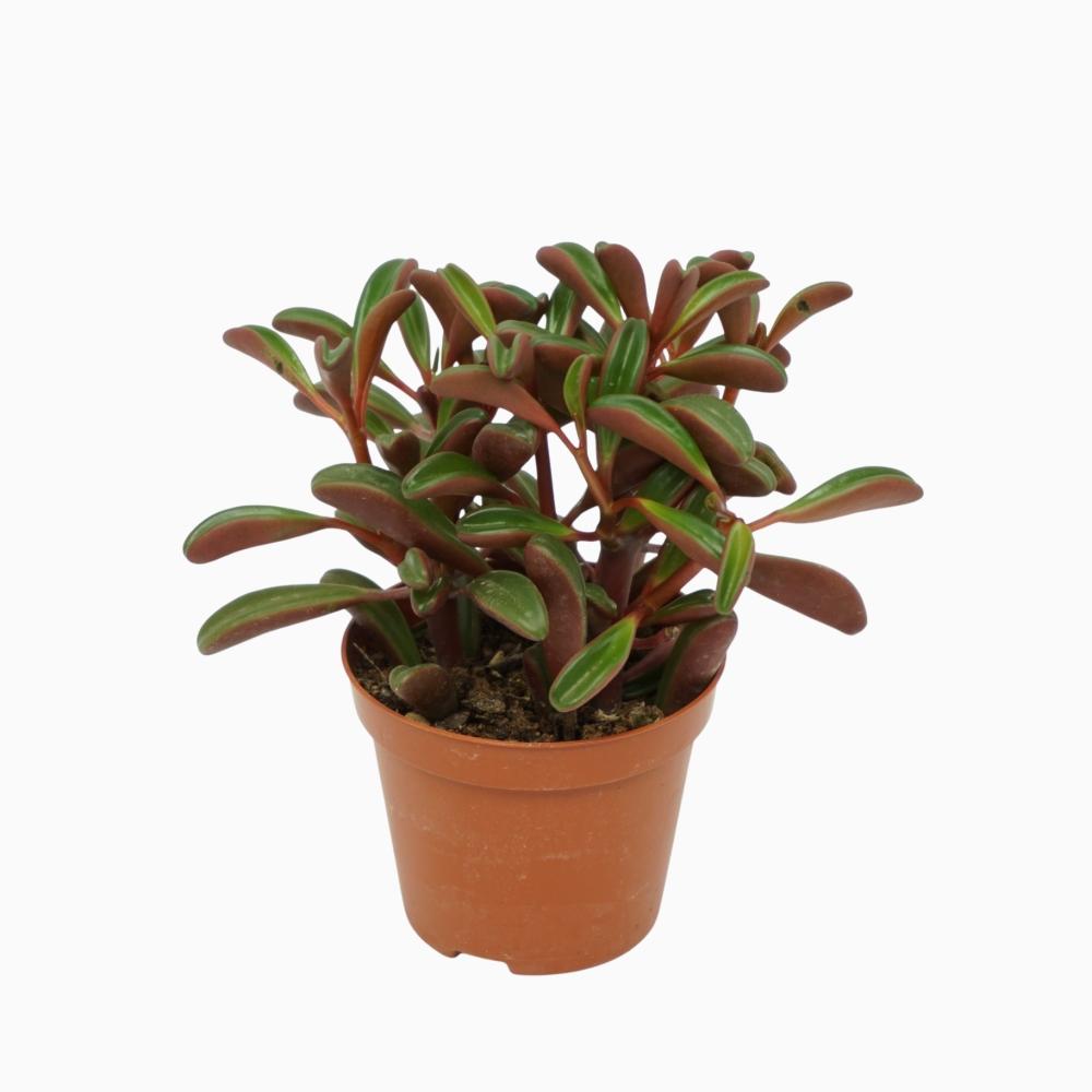 plantes vertes
