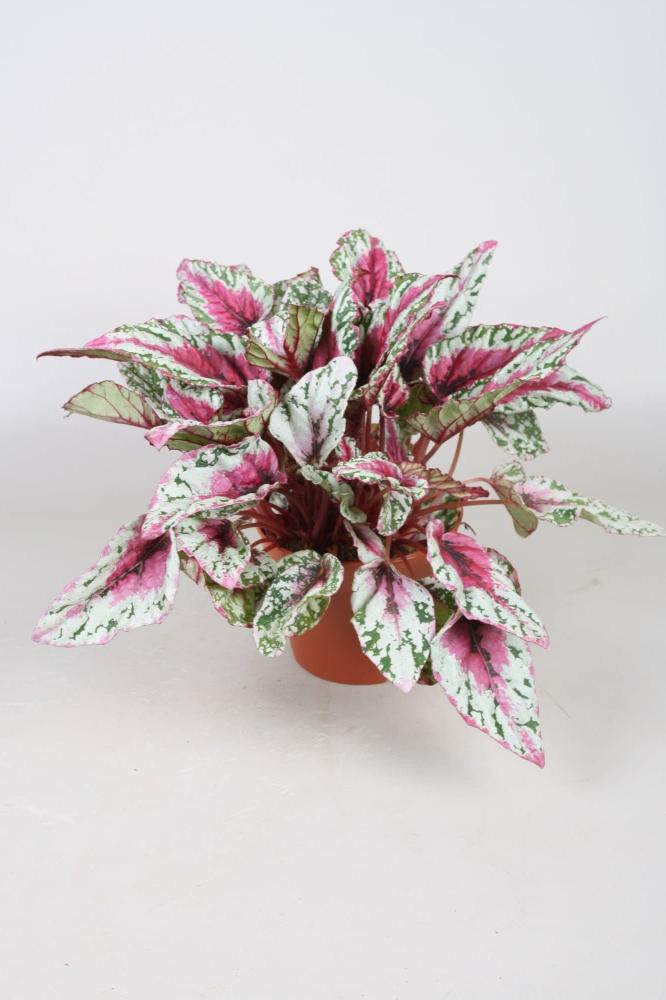 begonia feuillage
