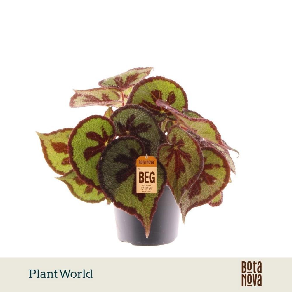 begonia feuillage