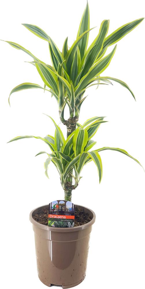 dracaena