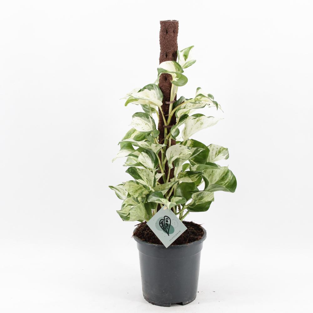 Epipremnum