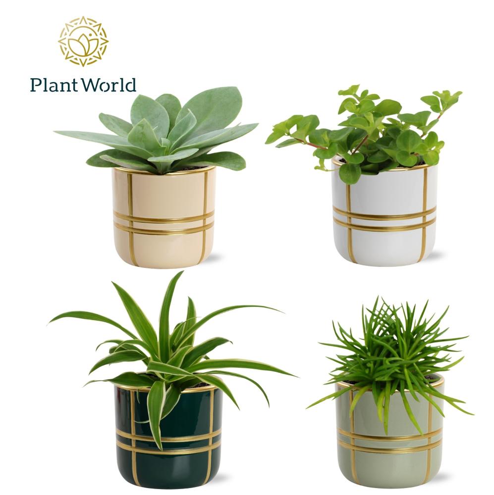 plantes mix