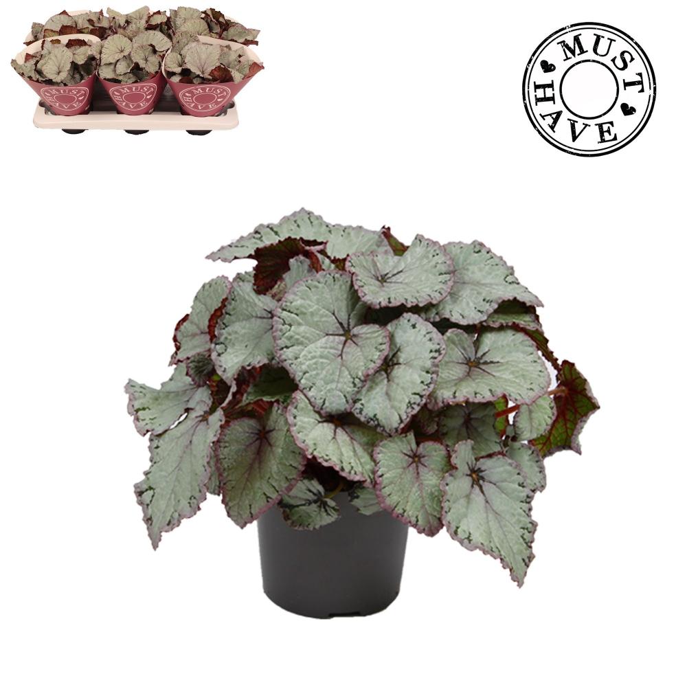 begonia feuillage
