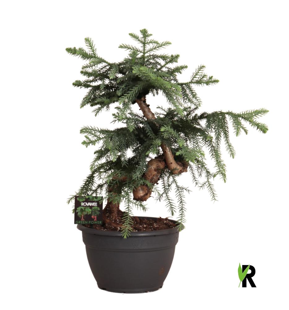 Araucaria