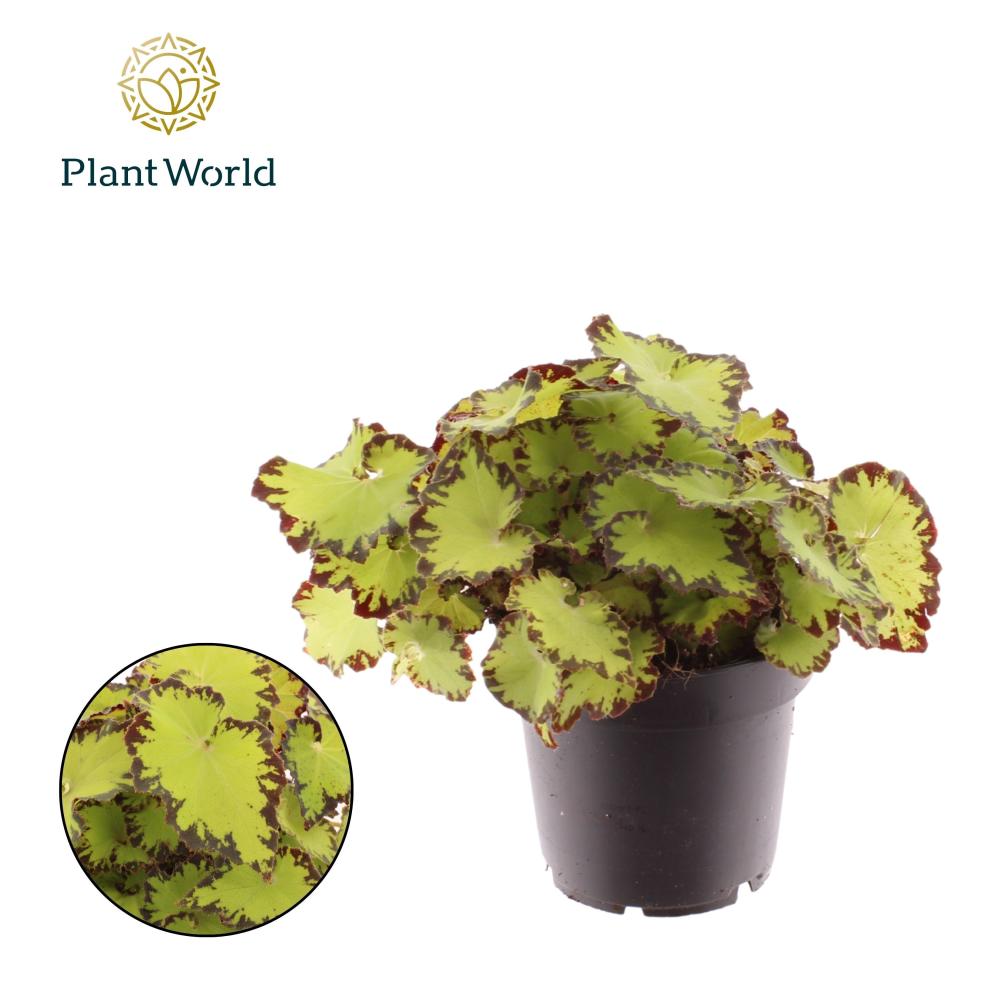 begonia feuillage