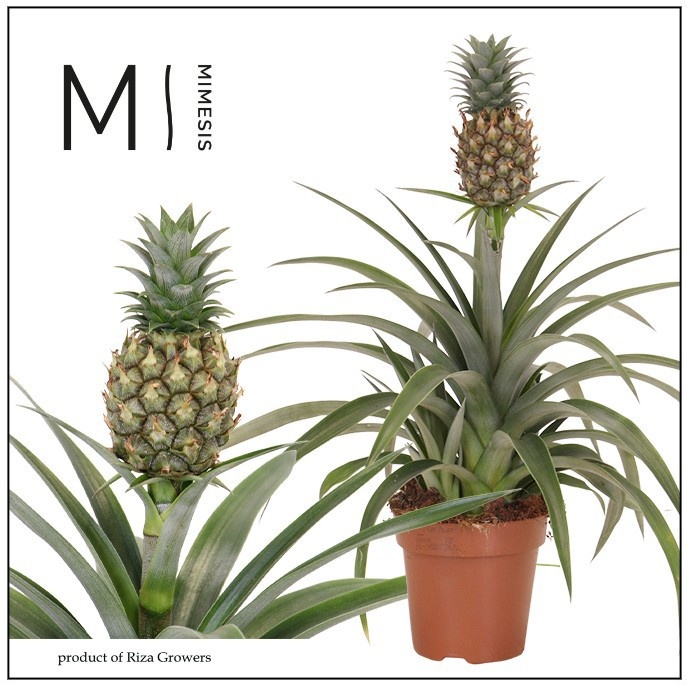 Ananas