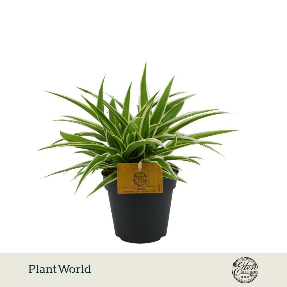 Chlorophyttum
