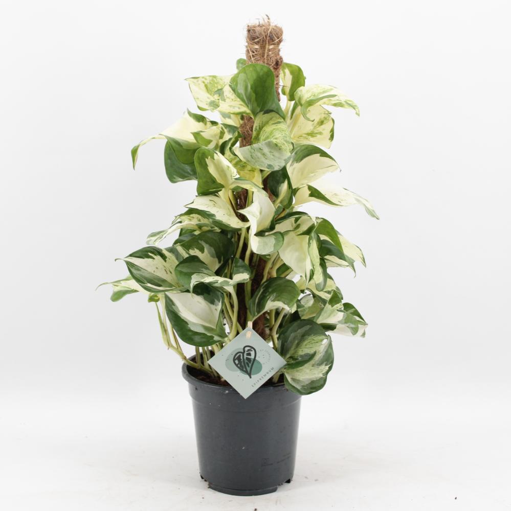 Epipremnum