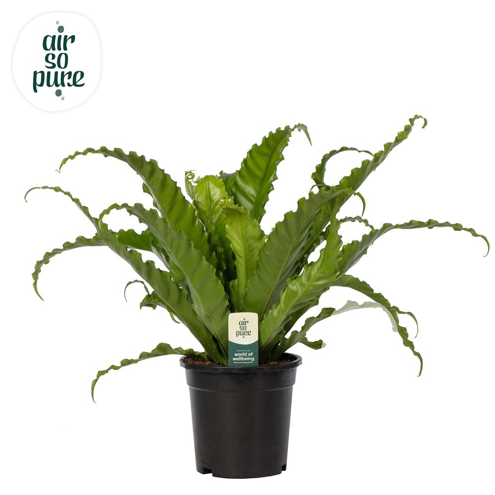 asplenium