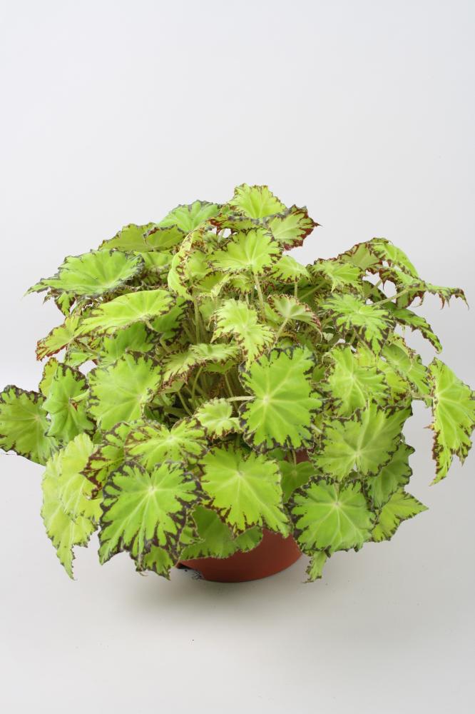 begonia feuillage