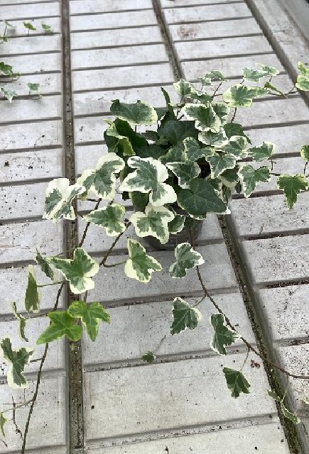 hedera