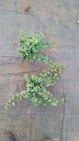 Hedera