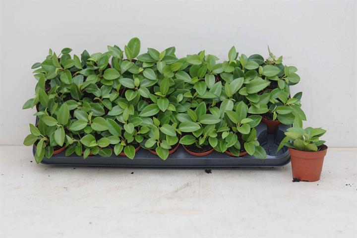 Peperomia