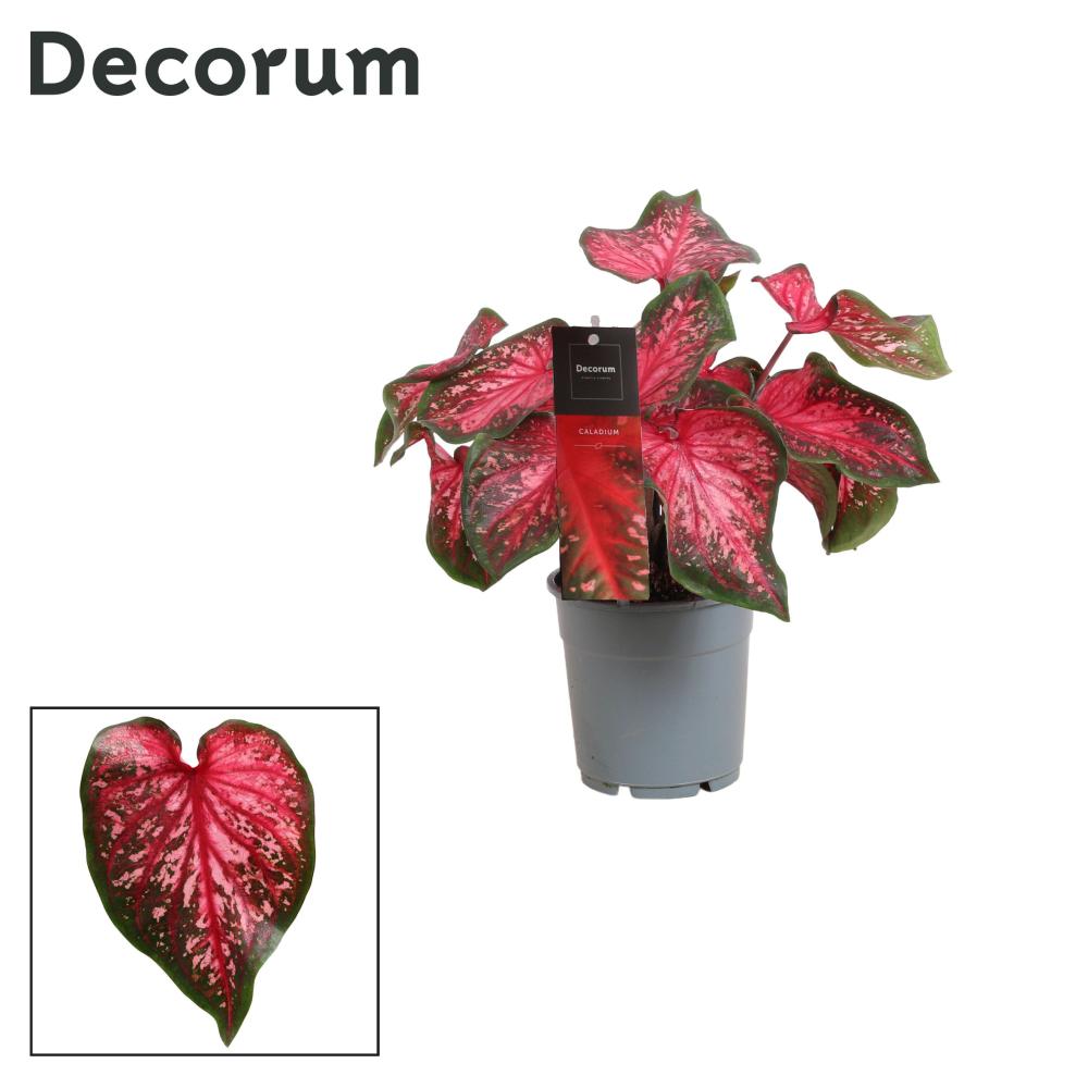Caladium